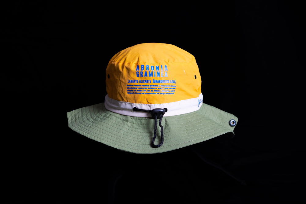 Abronia graminea - Fisherman Hat